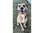 Adopt Tanner a American Staffordshire Terrier