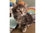 Virtue Domestic Longhair Kitten Male