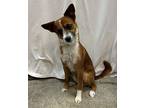 Ollie Chihuahua Adult Male