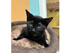 Manny Domestic Shorthair Kitten Female