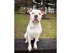 Yeti American Pit Bull Terrier Adult Male
