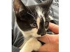 Bessy Domestic Mediumhair Kitten Female