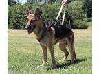 Thor German Shepherd Dog Young Male