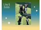 Ljay & Dobbi Labrador Retriever Adult Male