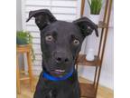 Adopt Jerry a American Staffordshire Terrier