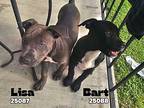 Lisa Mastiff Puppy Female