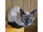 Cassandra Siamese Young Female
