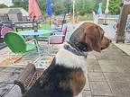 Porthos Beagle Young Male