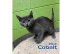 Cobalt Russian Blue Kitten Female