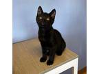 Yogurt Domestic Shorthair Kitten Male
