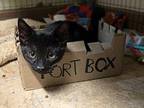 Freddie Domestic Shorthair Kitten Male