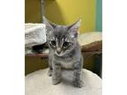 Mints Domestic Shorthair Kitten Female