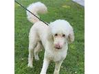 Rosie Poodle (Standard) Adult Female