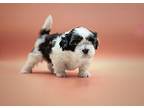 Pink Lady Shih Tzu Puppy Female