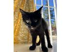 Sol Domestic Mediumhair Kitten Female