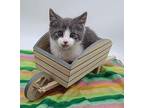 Kuni Domestic Shorthair Kitten Male