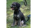 Morty Cockapoo Adult Male