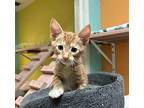 Pichu Domestic Shorthair Kitten Male