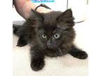Dink Domestic Mediumhair Kitten Female