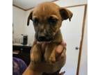 Adopt George Straight FJ a Black Mouth Cur, Catahoula Leopard Dog