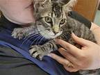 Knoll Domestic Shorthair Kitten Female