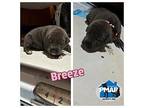 Breeze Puppy Female