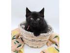 Belle X Domestic Shorthair Kitten Female