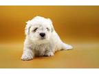 Frankie Avalon Shih Tzu Puppy Male