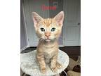 Garnet Domestic Shorthair Kitten Male