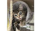 Sherman Domestic Shorthair Kitten Male