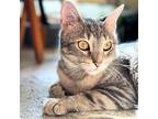 Pink Pony Club Domestic Shorthair Young Female