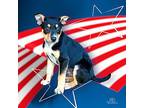 Willy Wonka Rat Terrier Puppy Male