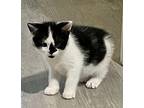 Kitten: Rambo Domestic Shorthair Kitten Male