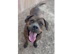 Adopt Boogie a Boxer, Mixed Breed