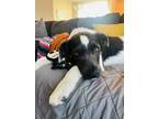 Adopt Michael a Border Collie, Mixed Breed