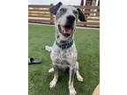 Adopt Jack a Australian Cattle Dog / Blue Heeler, Mixed Breed