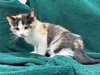 Cereza Domestic Mediumhair Kitten Female