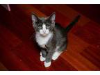 Sleepy Domestic Shorthair Kitten Male