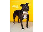 Rock Hutson American Pit Bull Terrier Adult Male