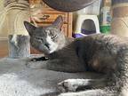 Jamila Russian Blue Young Female
