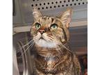 SYMPHONY Tabby Senior Female