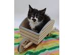 Ei Domestic Shorthair Kitten Male