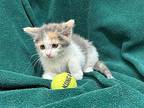 Velvet Domestic Longhair Kitten Female