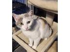 Pearl Domestic Shorthair Young Female