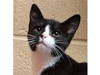 Jane Domestic Shorthair Kitten Female