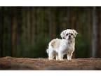 Pearl Shih Tzu Adult Female