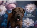 Adopt Burrow a Shar-Pei