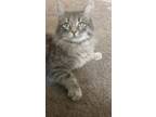 Adopt Sushi a Domestic Long Hair