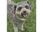Adopt Charlie a Poodle, Schnauzer