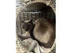 Adopt Ripley a Siamese, Domestic Medium Hair
